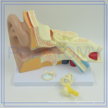 PNT-0670 Professional China Medical Anatomy 4 times Giant Ear models for school